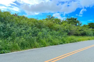 42u Whim (two Will) We 1