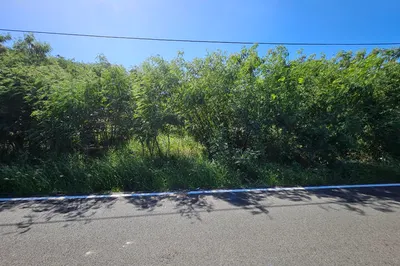 41-m Whim Whim (two Will) We 1