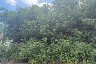 721 Strawberry Hill Ki 1