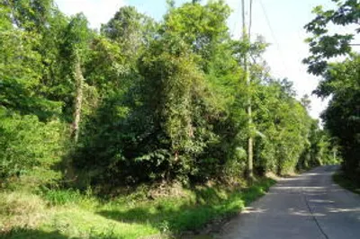 18-c-3-1 Carolina Corl 1