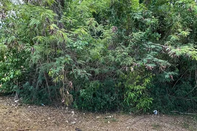 451 Barren Spot Ki 1