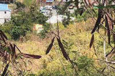 10-29-6 Carolina Corl 1