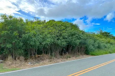 42t Whim (two Will) We 1