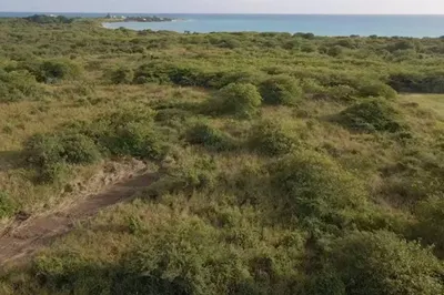 163 Whim (two Will) We 1