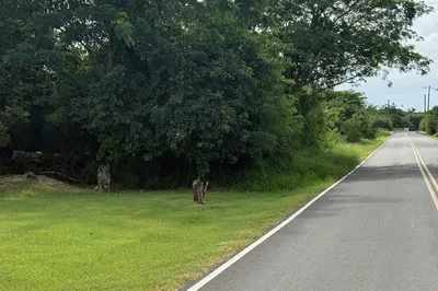 41-c Whim (two Will) We 1